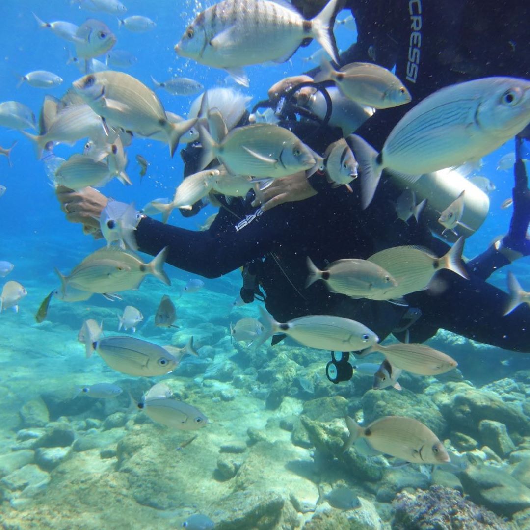 Scuba Diving - Activities - Things to do in Goa